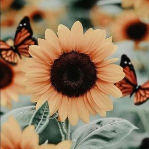 Meet your Posher, Desiree